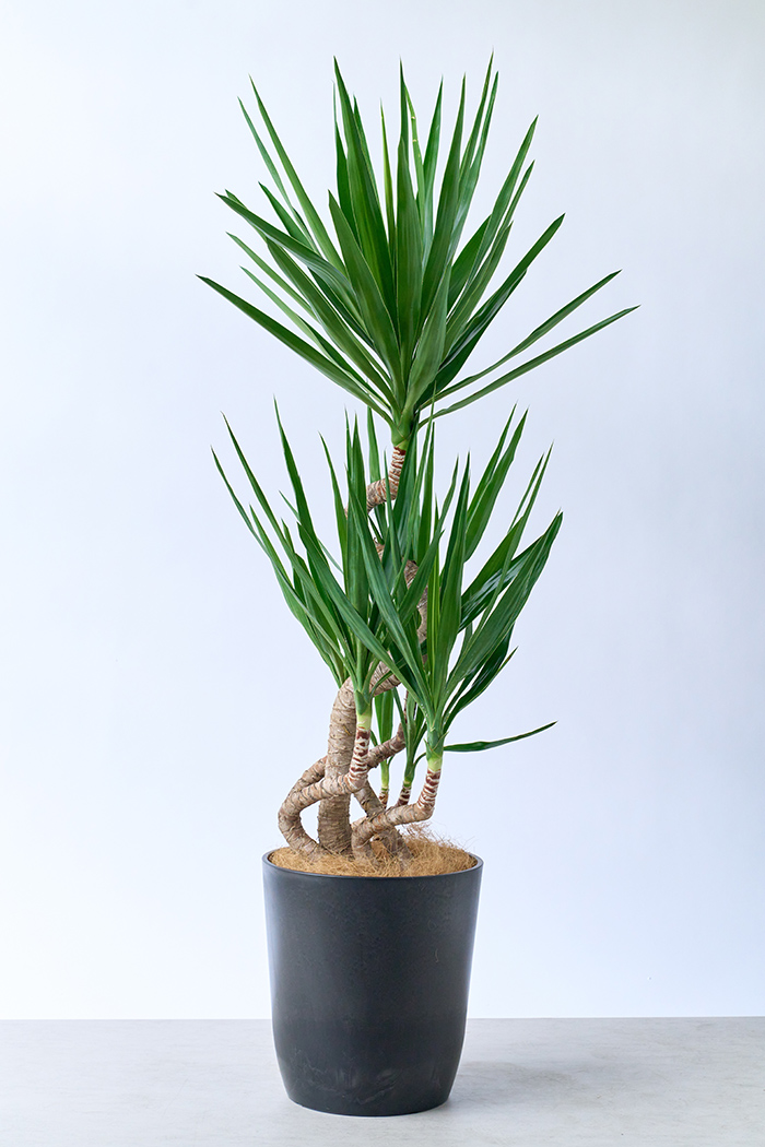 大型の観葉植物 XLサイズ（10号鉢）150cm～｜HanaPrime（ハナプライム）