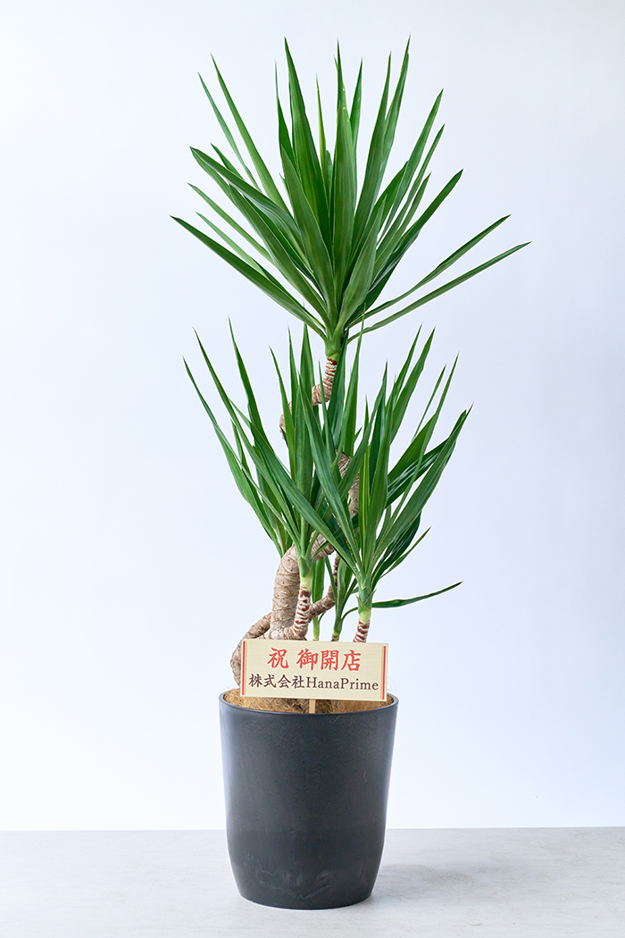 観葉植物 ユッカ ブランチ 一点もの（10号鉢）