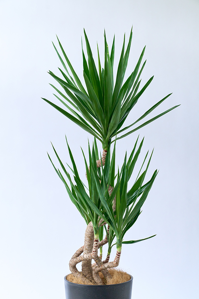 観葉植物 ユッカ ブランチ 一点もの（10号鉢）の写真4枚目