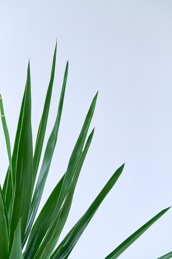 観葉植物 ユッカ ブランチ 一点もの（10号鉢）の写真6枚目