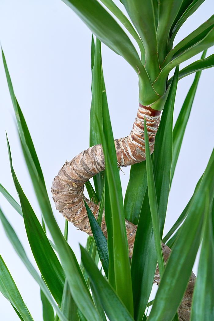 観葉植物 ユッカ ブランチ 一点もの（10号鉢）の写真7枚目