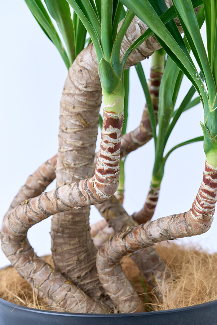 観葉植物 ユッカ ブランチ 一点もの（10号鉢）の写真8枚目