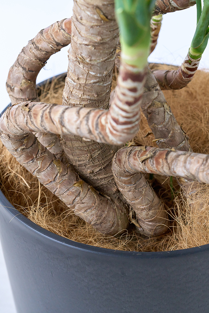 観葉植物 ユッカ ブランチ 一点もの（10号鉢）の写真9枚目