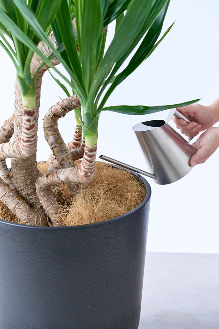 観葉植物 ユッカ ブランチ 一点もの（10号鉢）の写真11枚目