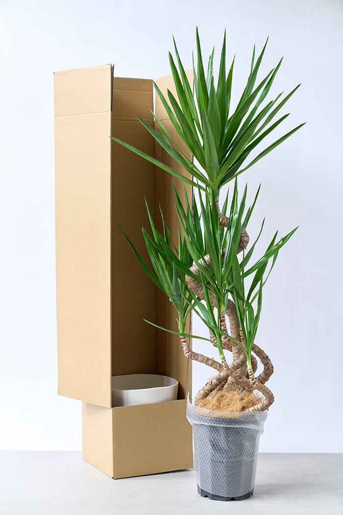 観葉植物 ユッカ ブランチ 一点もの（10号鉢）の写真12枚目