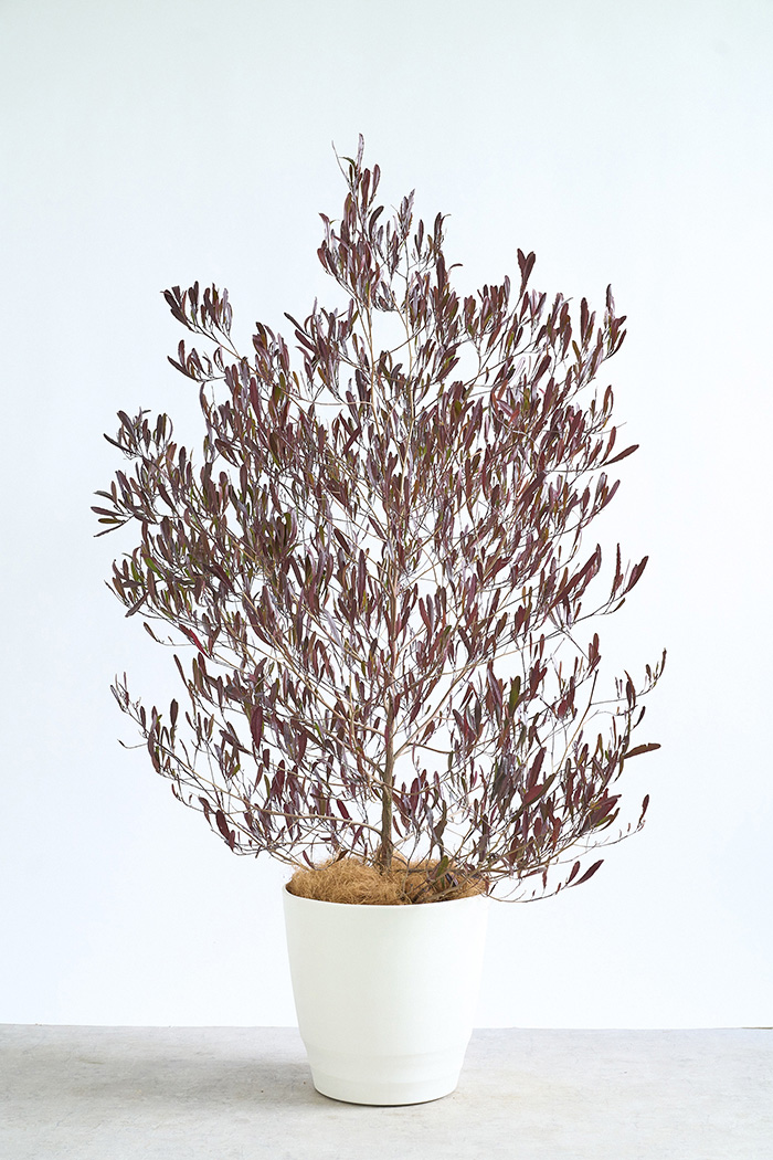 観葉植物 ドドナエア ビスコーサ プルプレア（10号鉢）の写真1枚目