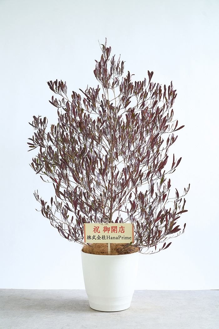 観葉植物 ドドナエア ビスコーサ プルプレア（10号鉢）の写真2枚目