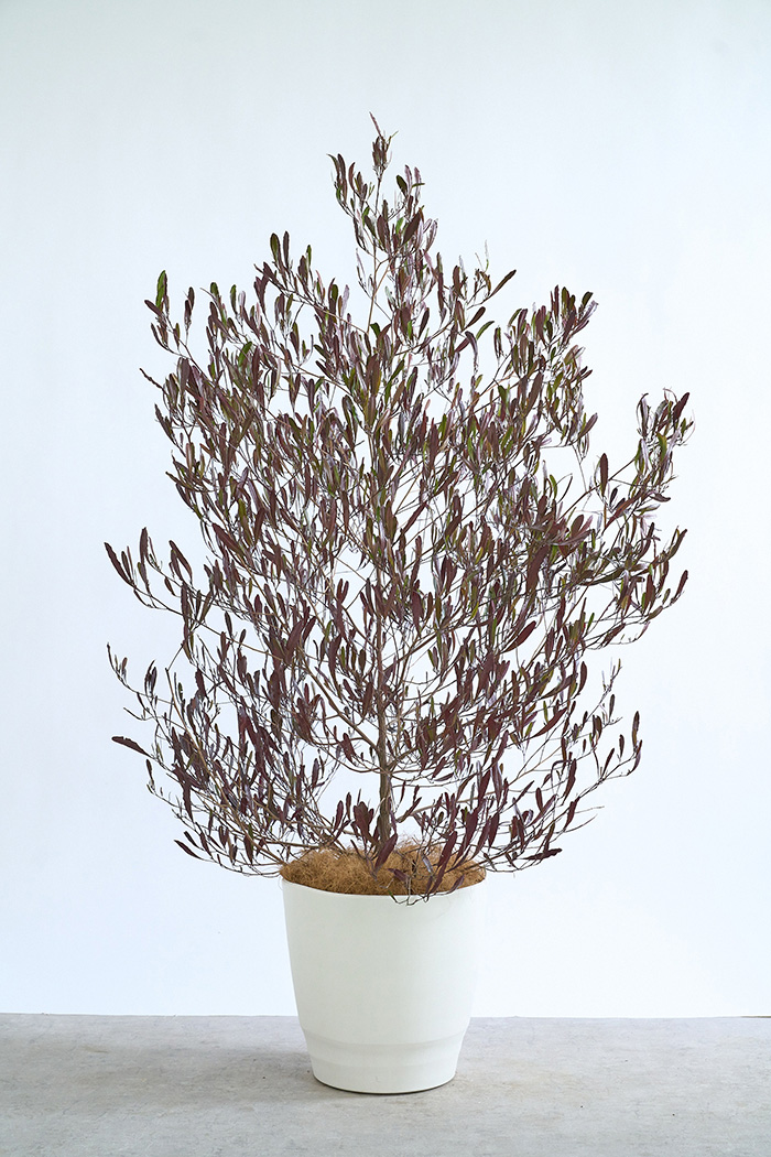 観葉植物 ドドナエア ビスコーサ プルプレア（10号鉢）の写真3枚目