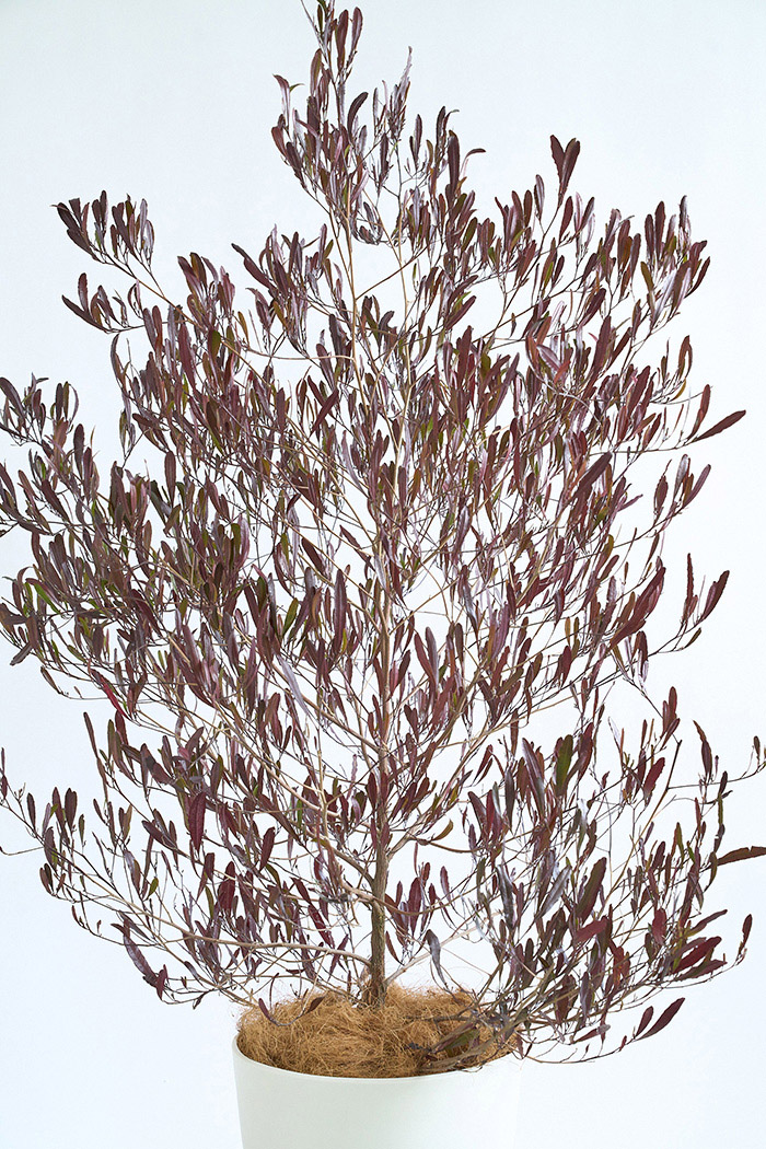 観葉植物 ドドナエア ビスコーサ プルプレア（10号鉢）の写真4枚目