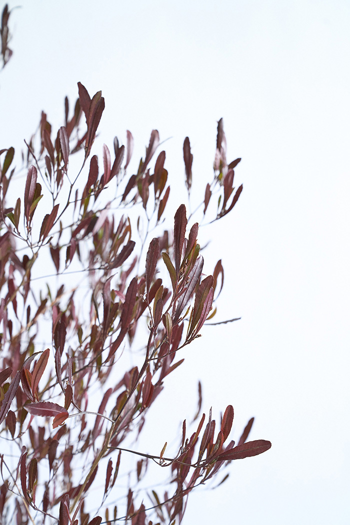 観葉植物 ドドナエア ビスコーサ プルプレア（10号鉢）の写真5枚目