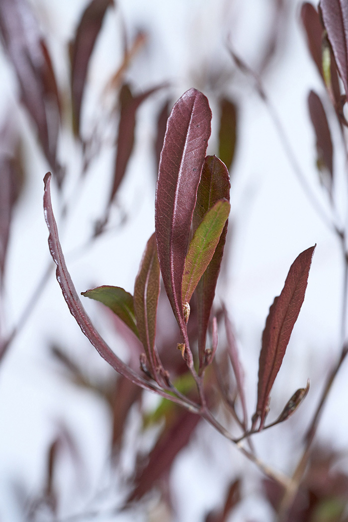 観葉植物 ドドナエア ビスコーサ プルプレア（10号鉢）の写真6枚目