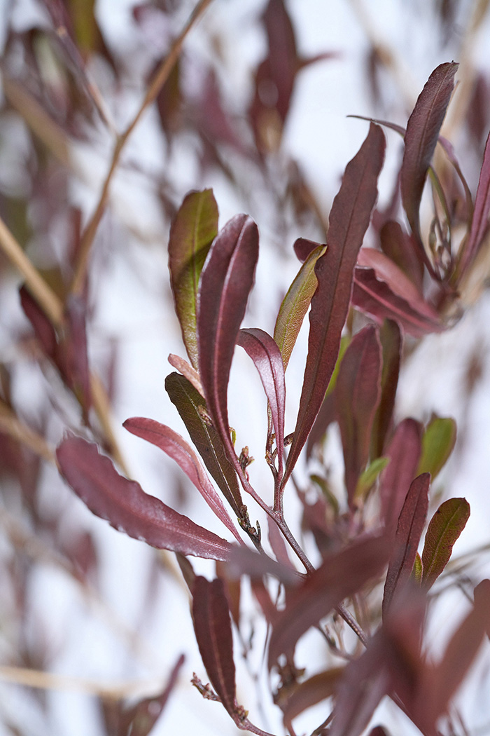 観葉植物 ドドナエア ビスコーサ プルプレア（10号鉢）の写真7枚目