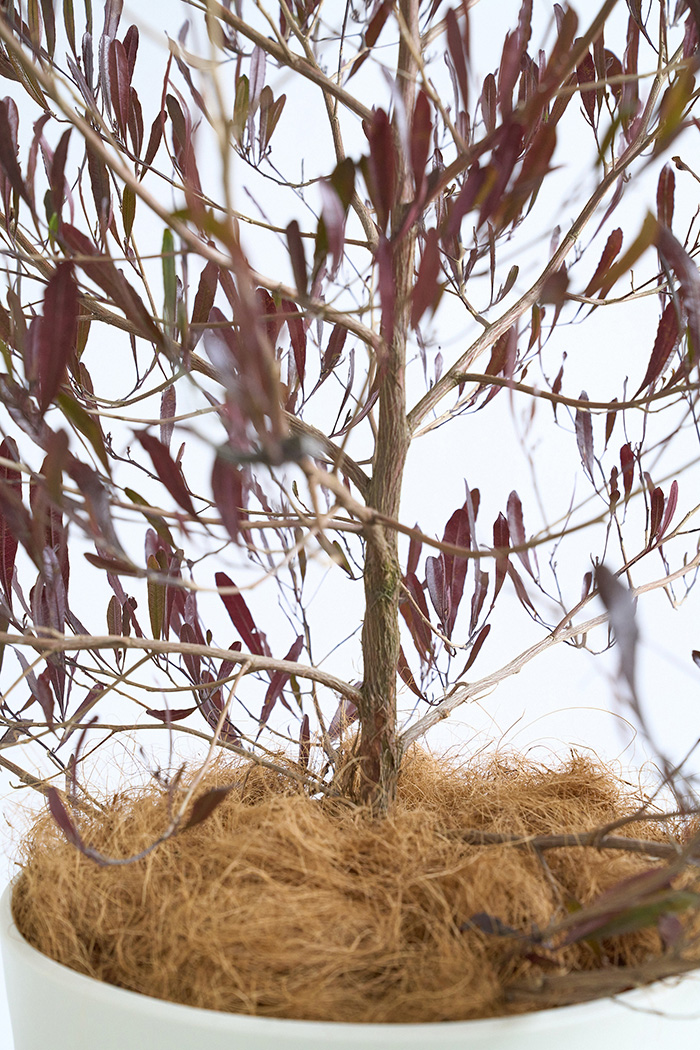 観葉植物 ドドナエア ビスコーサ プルプレア（10号鉢）の写真8枚目