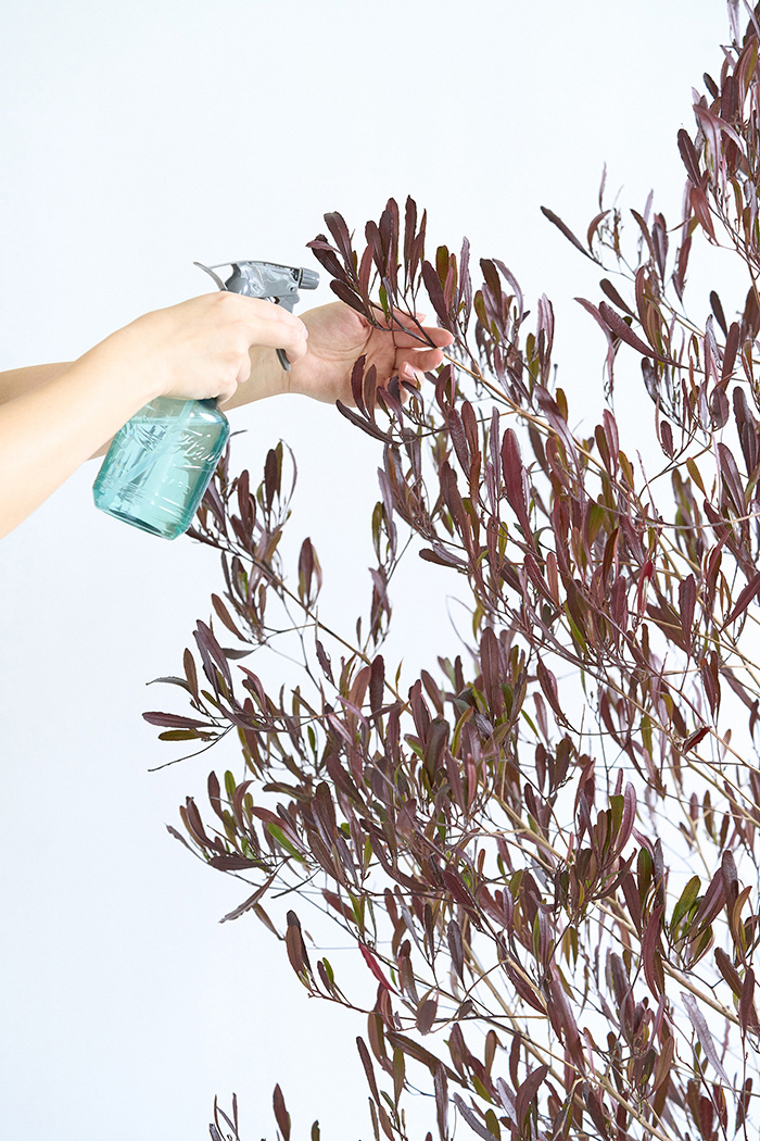 観葉植物 ドドナエア ビスコーサ プルプレア（10号鉢）の写真9枚目