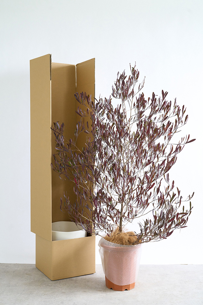 観葉植物 ドドナエア ビスコーサ プルプレア（10号鉢）の写真11枚目