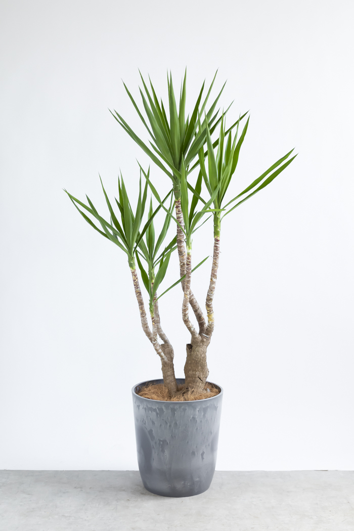 観葉植物 ユッカ ブランチ 一点もの(A)（10号鉢）の写真1枚目