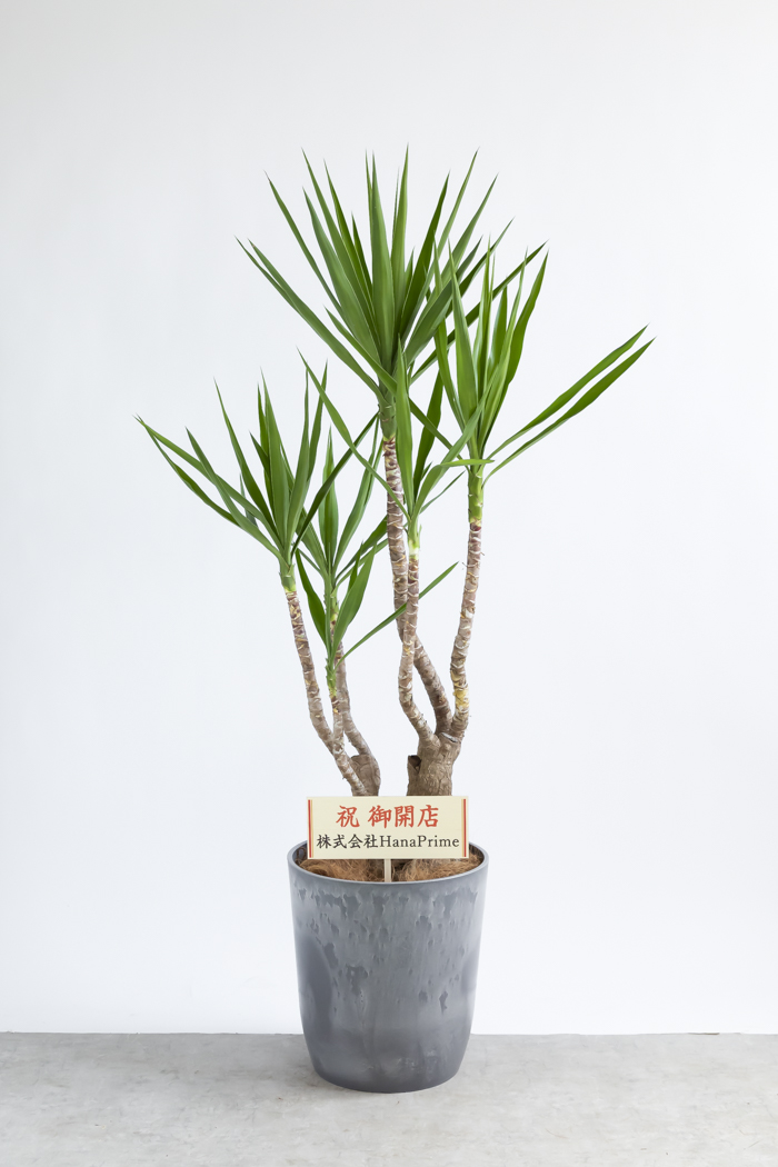 観葉植物 ユッカ ブランチ 一点もの(A)（10号鉢）の写真2枚目