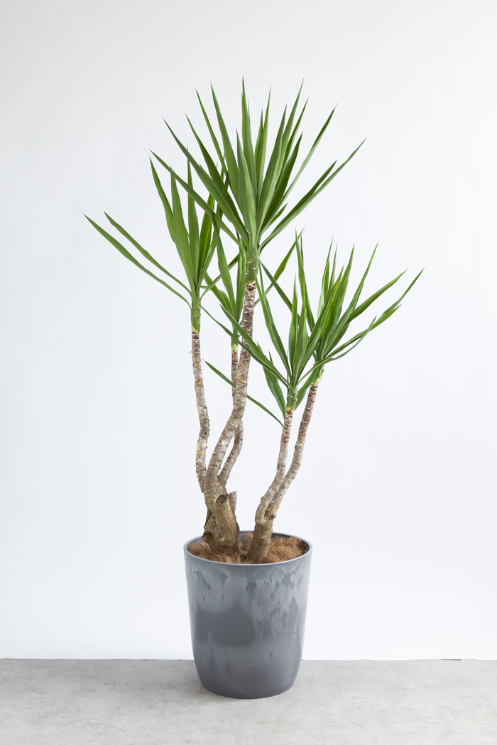 観葉植物 ユッカ ブランチ 一点もの(A)（10号鉢）の写真3枚目