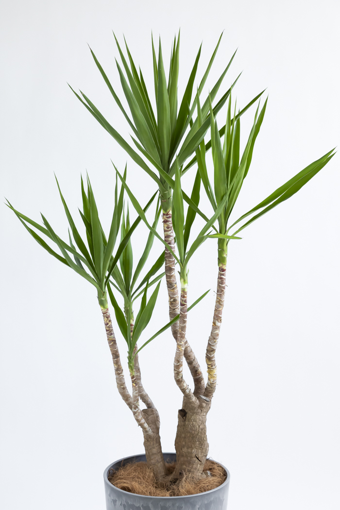 観葉植物 ユッカ ブランチ 一点もの(A)（10号鉢）の写真4枚目