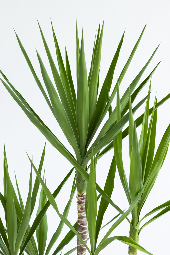 観葉植物 ユッカ ブランチ 一点もの(A)（10号鉢）の写真5枚目