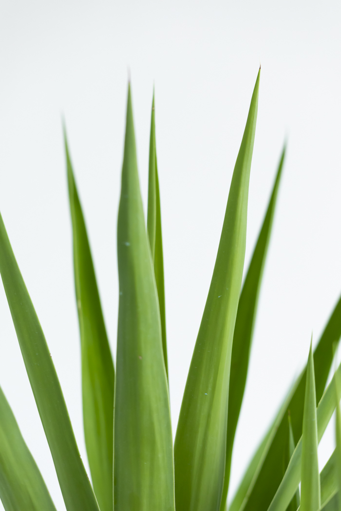 観葉植物 ユッカ ブランチ 一点もの(A)（10号鉢）の写真6枚目