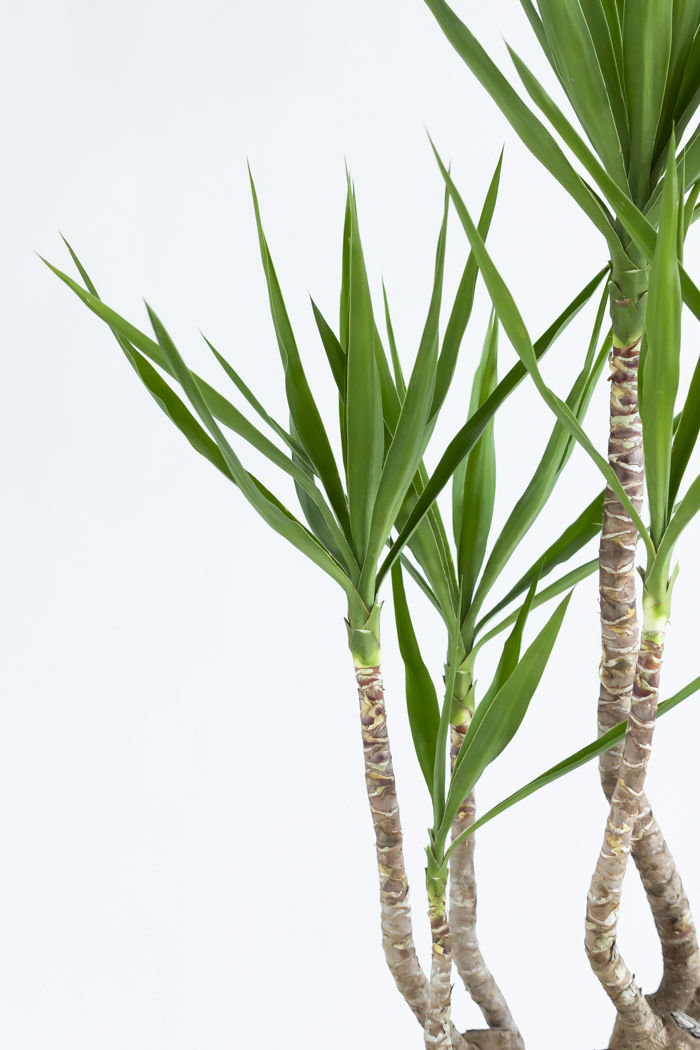 観葉植物 ユッカ ブランチ 一点もの(A)（10号鉢）の写真8枚目