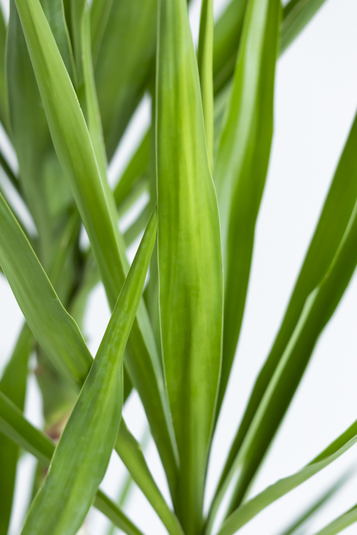 観葉植物 ユッカ ブランチ 一点もの(A)（10号鉢）の写真9枚目
