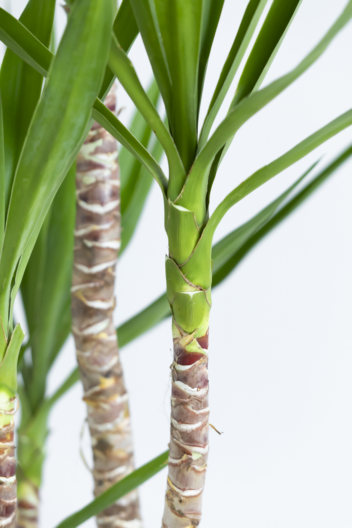 観葉植物 ユッカ ブランチ 一点もの(A)（10号鉢）の写真10枚目