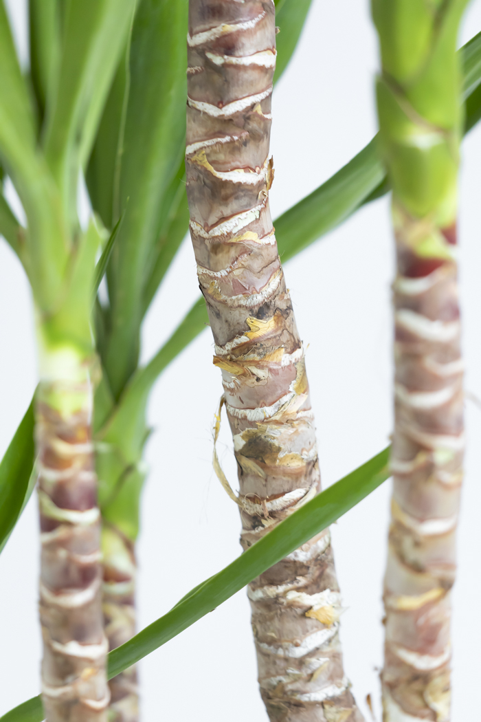 観葉植物 ユッカ ブランチ 一点もの(A)（10号鉢）の写真11枚目