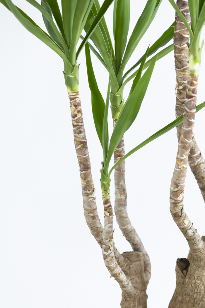 観葉植物 ユッカ ブランチ 一点もの(A)（10号鉢）の写真12枚目