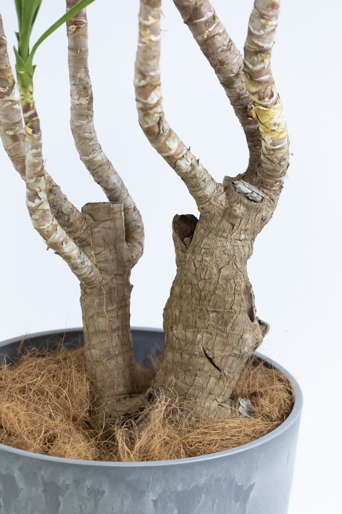 観葉植物 ユッカ ブランチ 一点もの(A)（10号鉢）の写真15枚目