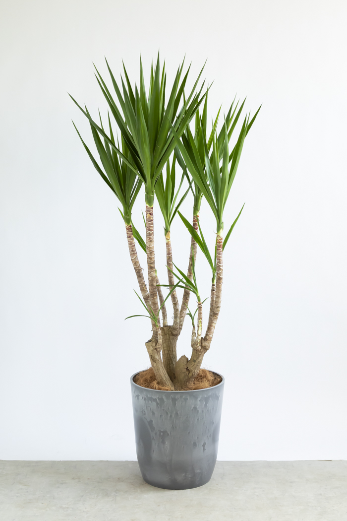 観葉植物 ユッカ ブランチ 一点もの(B)（10号鉢）の写真1枚目