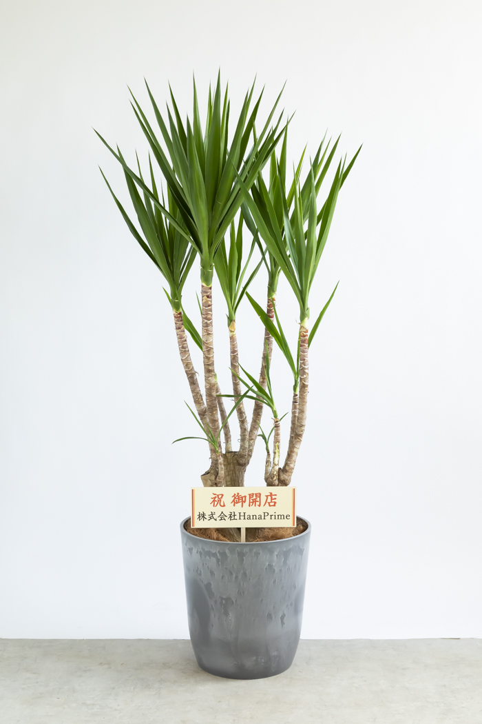 観葉植物 ユッカ ブランチ 一点もの(B)（10号鉢）の写真2枚目