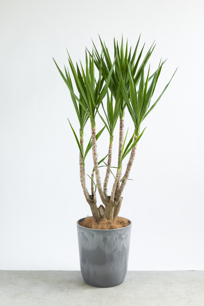 観葉植物 ユッカ ブランチ 一点もの(B)（10号鉢）の写真3枚目