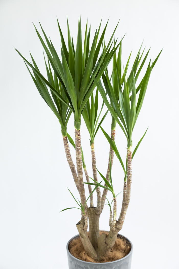 観葉植物 ユッカ ブランチ 一点もの(B)（10号鉢）の写真4枚目