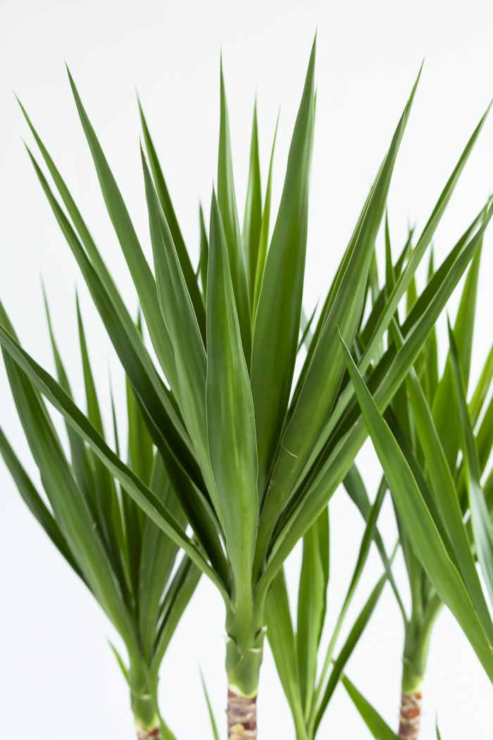 観葉植物 ユッカ ブランチ 一点もの(B)（10号鉢）の写真5枚目