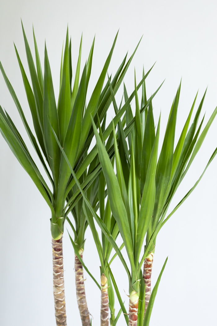 観葉植物 ユッカ ブランチ 一点もの(B)（10号鉢）の写真6枚目