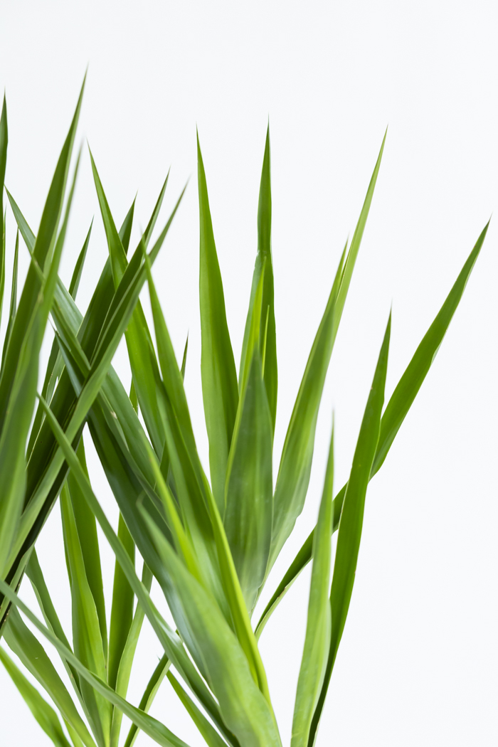 観葉植物 ユッカ ブランチ 一点もの(B)（10号鉢）の写真7枚目