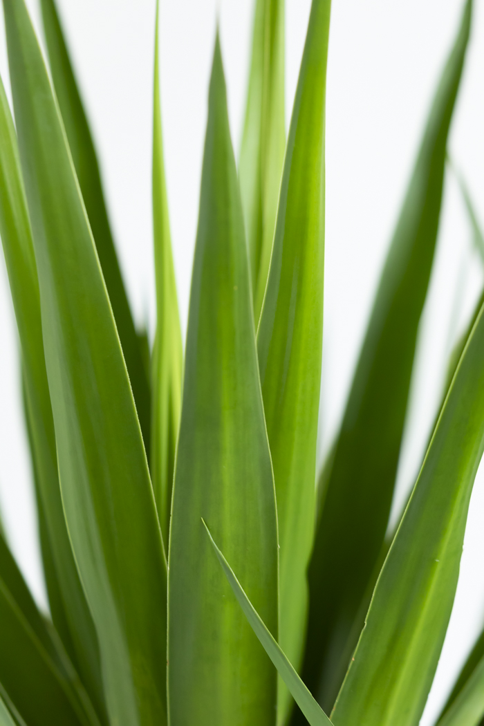 観葉植物 ユッカ ブランチ 一点もの(B)（10号鉢）の写真8枚目