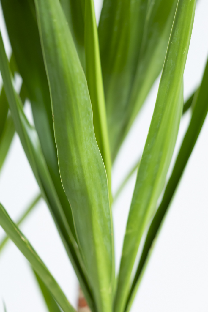 観葉植物 ユッカ ブランチ 一点もの(B)（10号鉢）の写真9枚目