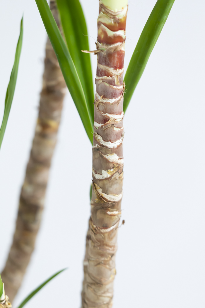 観葉植物 ユッカ ブランチ 一点もの(B)（10号鉢）の写真10枚目