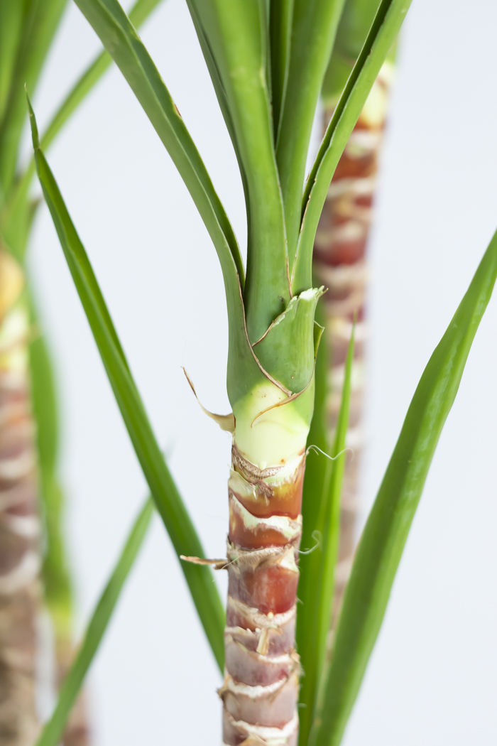 観葉植物 ユッカ ブランチ 一点もの(B)（10号鉢）の写真11枚目