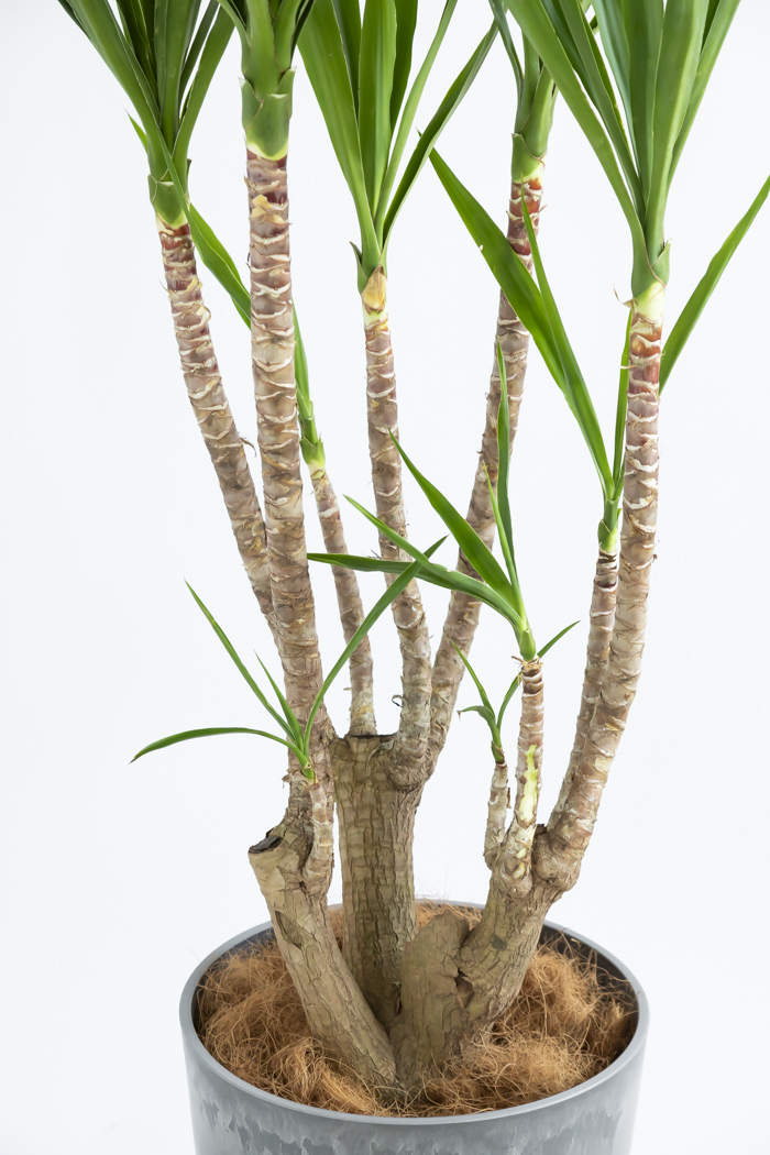 観葉植物 ユッカ ブランチ 一点もの(B)（10号鉢）の写真12枚目