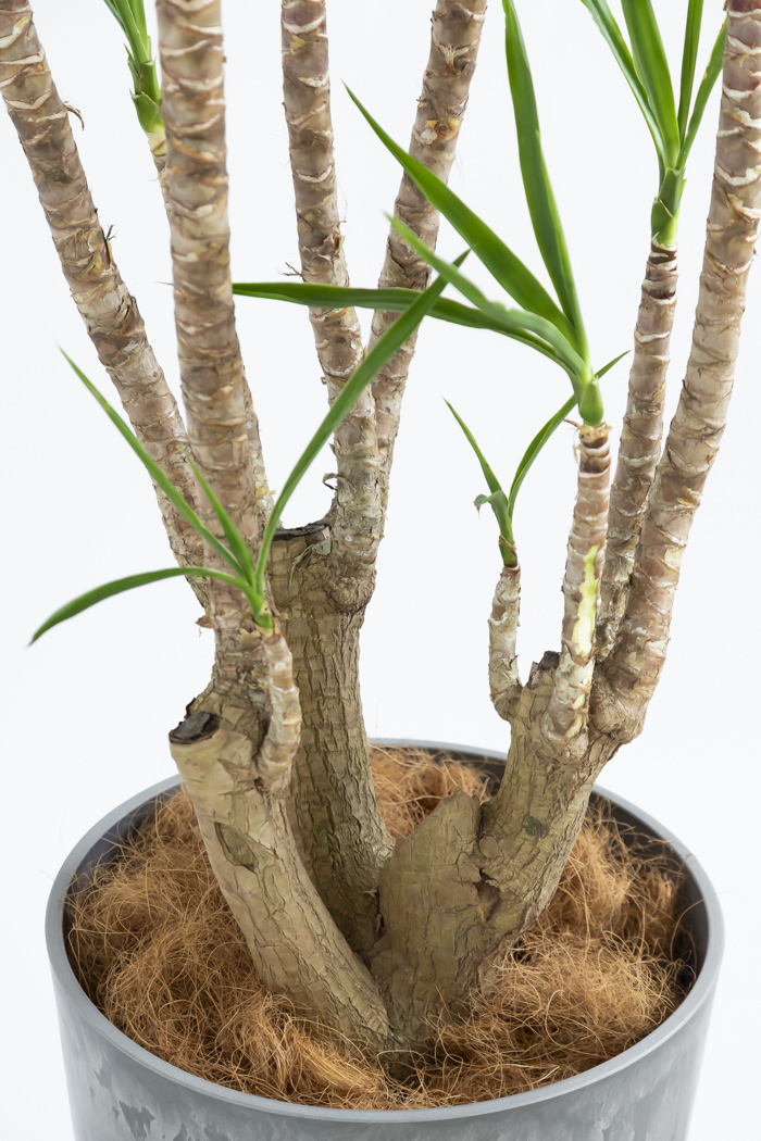 観葉植物 ユッカ ブランチ 一点もの(B)（10号鉢）の写真13枚目