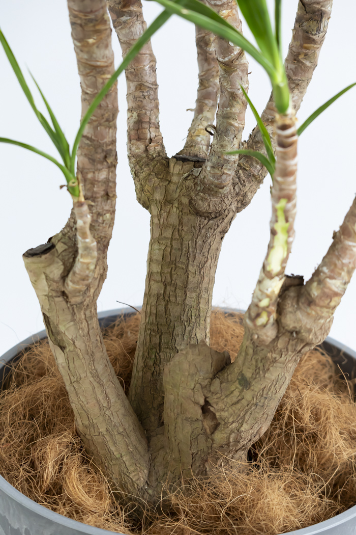 観葉植物 ユッカ ブランチ 一点もの(B)（10号鉢）の写真14枚目