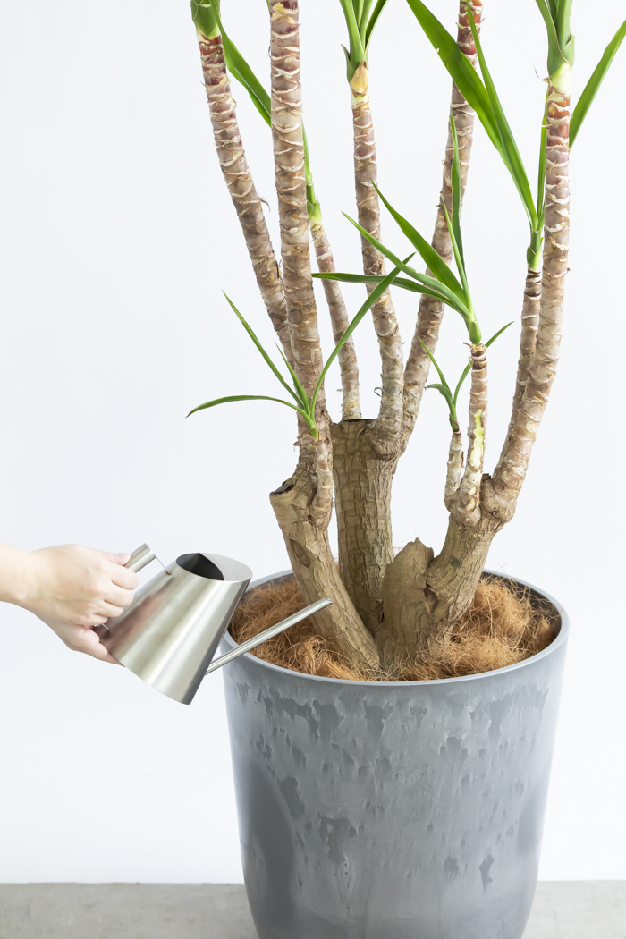 観葉植物 ユッカ ブランチ 一点もの(B)（10号鉢）の写真15枚目