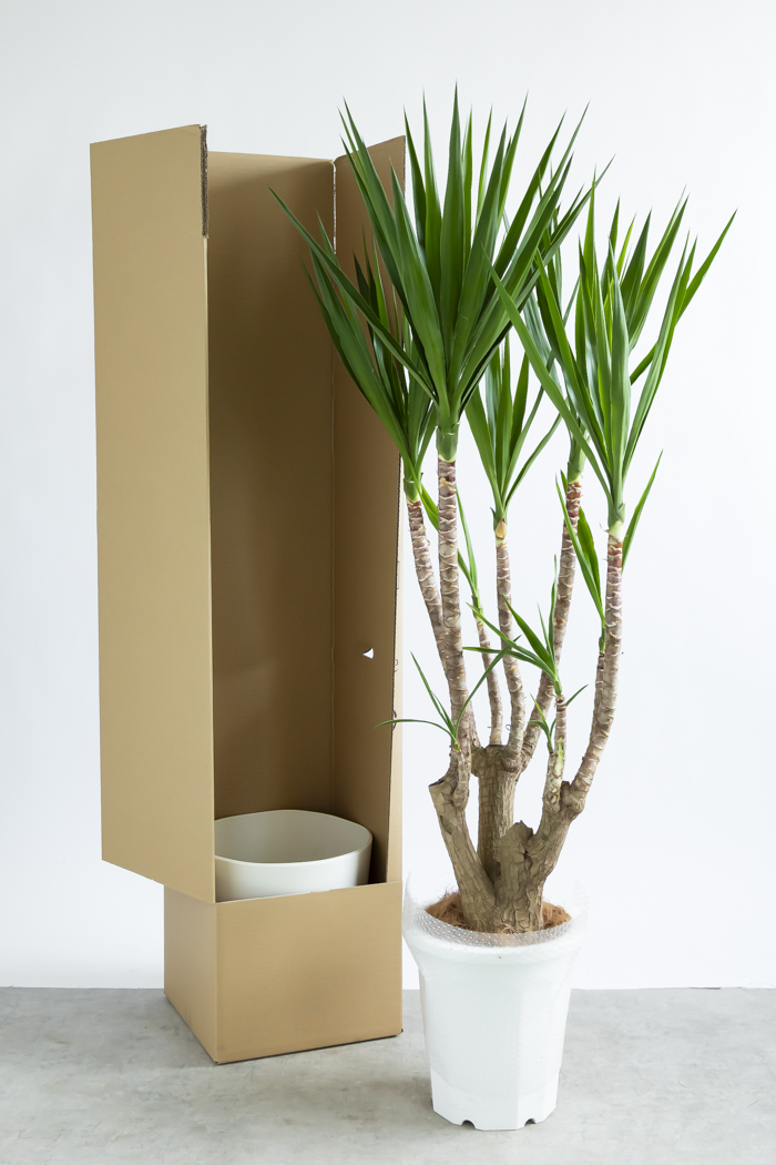 観葉植物 ユッカ ブランチ 一点もの(B)（10号鉢）の写真17枚目