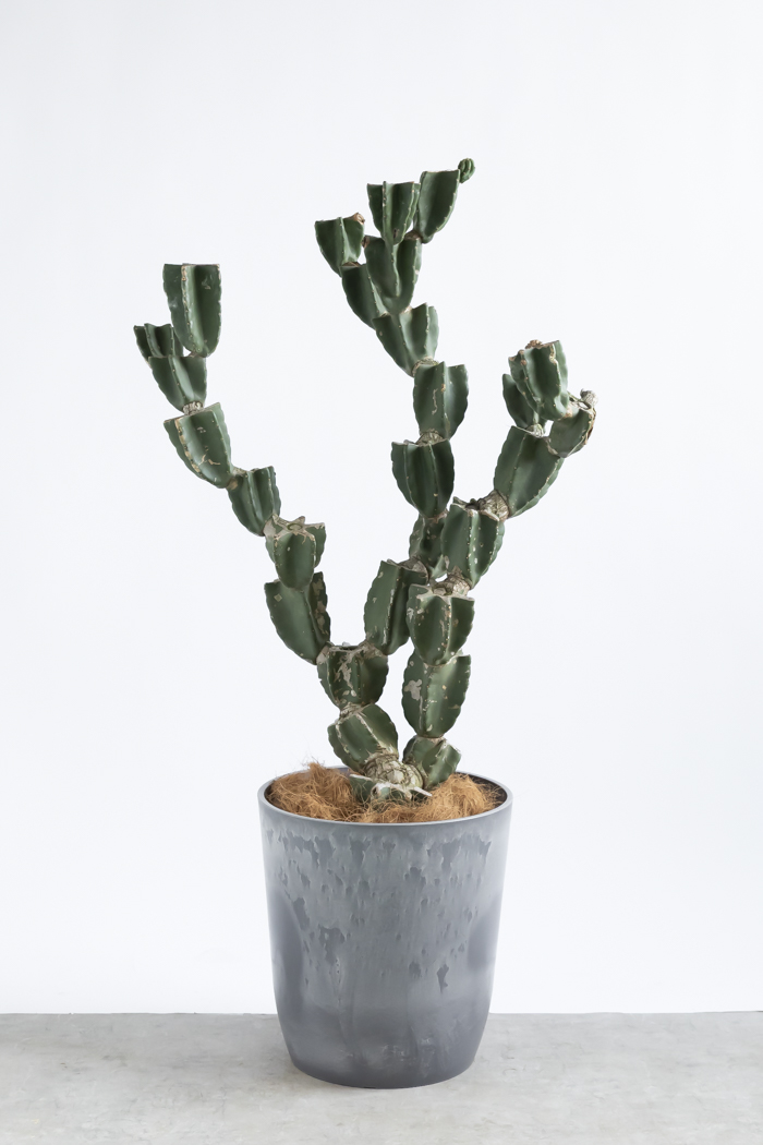 観葉植物 柱サボテン ブランチ 一点もの(A)（10号鉢）の写真1枚目