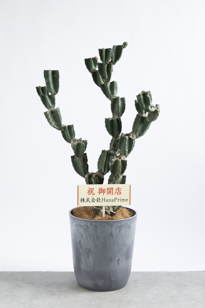 柱サボテン　ブランチ　10 観葉植物 柱サボテン ブランチ 一点もの(A)（10号鉢）｜HanaPrime