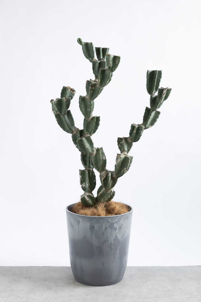 観葉植物 柱サボテン ブランチ 一点もの(A)（10号鉢）の写真3枚目